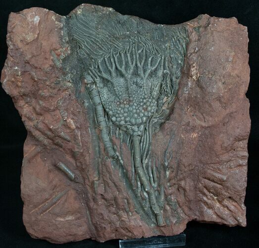 Moroccan Crinoid Fossil - Scyphocrinites #8457